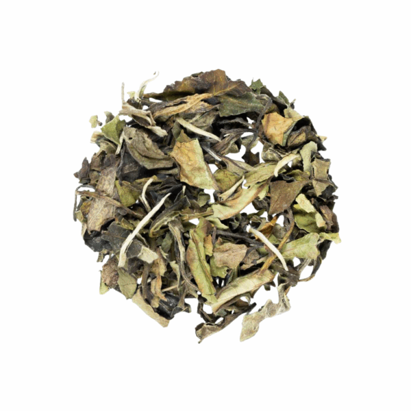 Diseño sin título (59)