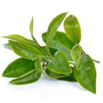 F0000008533_plantas_web_ok_te_verde