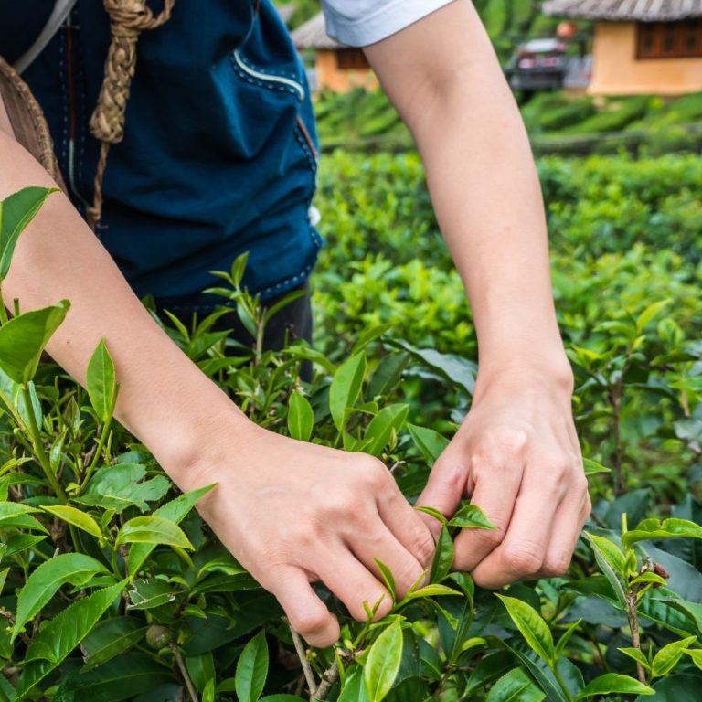 recogida manual de té Agricultor realizando la recogida de la hoja del té